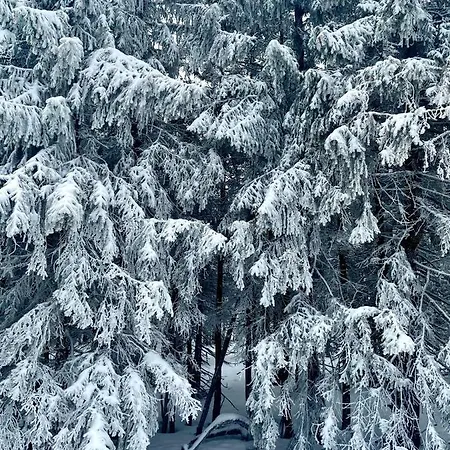 Apartmán Przy Stoku In The Jungle Karpatia *