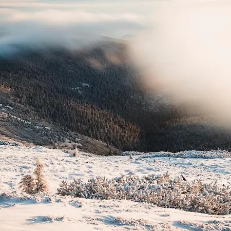 Przy Stoku In The Jungle Karpatia *