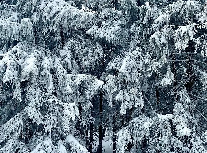Appartement Przy Stoku In The Jungle Karpatia *